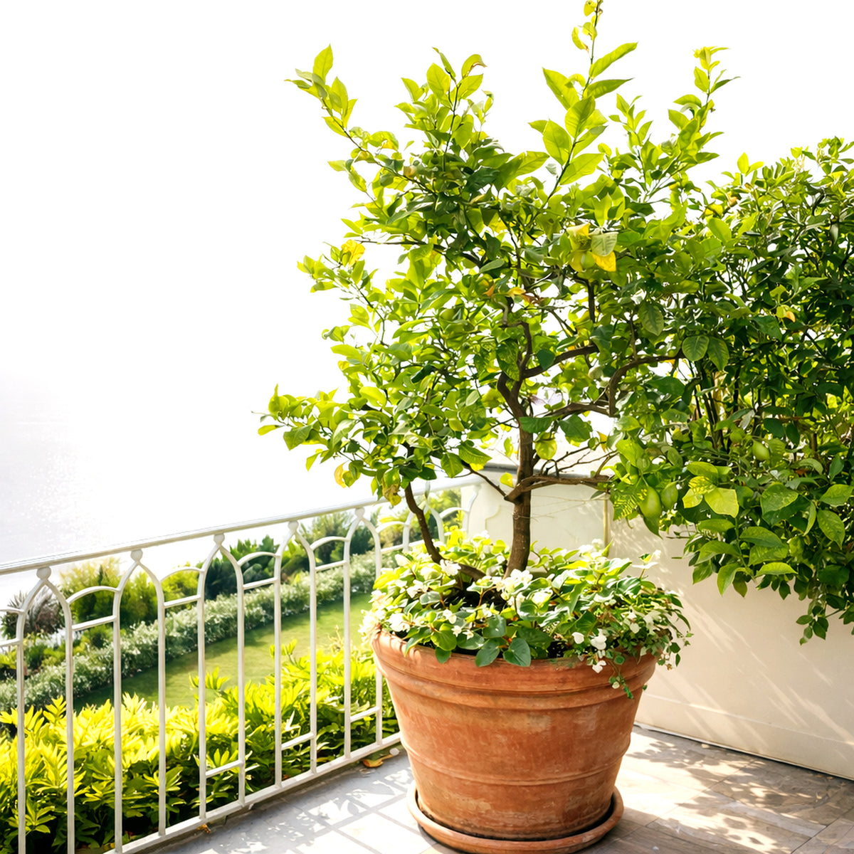 Large handmade Italian terracotta planter pot with citrus tree on Mediterranean terrace