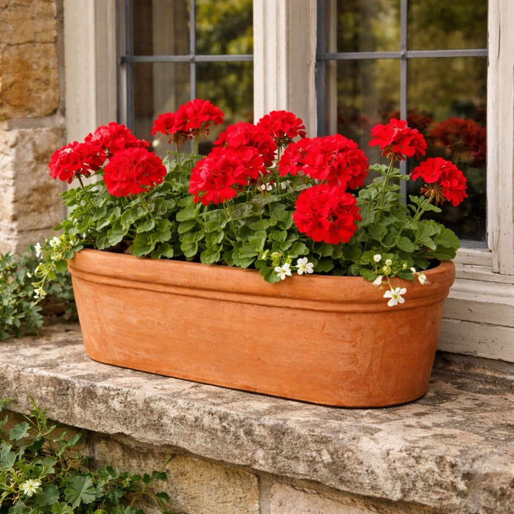 Terracotta oval trough planter with red geraniums on traditional stone windowsill in classic English garden setting