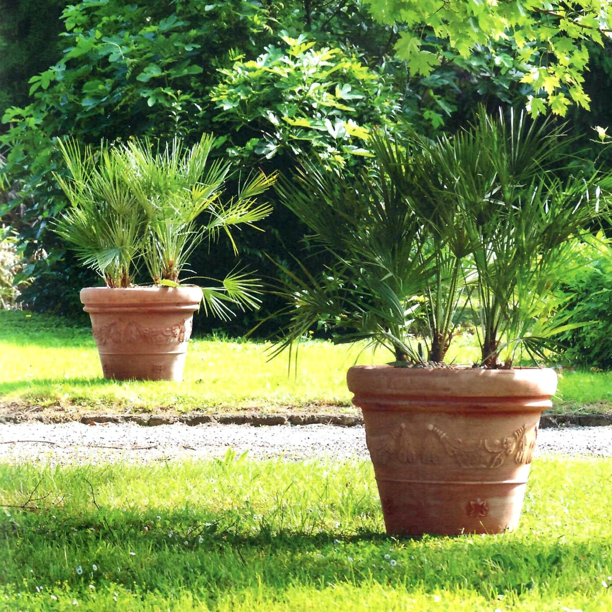 Large terracotta planters with palm plants in sunny garden setting on lawn and gravel path