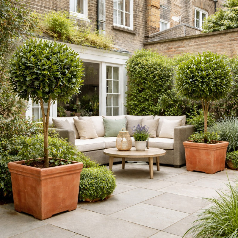 Luxury London terrace garden with square terracotta planters and bay trees – classic Mediterranean patio styling idea
